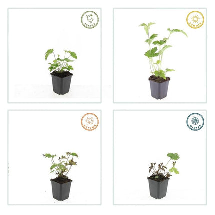 Filzige Herbst - Anemone Anemone tom. 'Robustissima' – ↕10 - 25cm – Ø9cm – 12 Pflanzen – Purpurblau – Sommer & Herbstblüher – Halbschatten – Pflegeleicht (Plant) kaufen bei Linkreich – Jetzt entdecken!