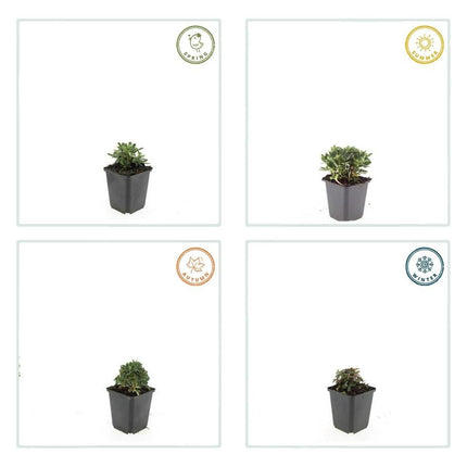 Fingerstrauch Potentilla tridentata 'Nuuk' – ↕10 - 25cm – Ø9cm – 6 Pflanzen – Immergrün & Winterhart – Bodendecker für Steingärten (Plant) kaufen bei Linkreich – Jetzt entdecken!