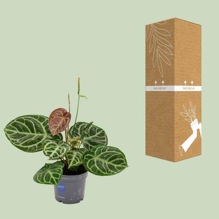 Flamingoblume – Anthurium Kristall - Hybride – Zimmerpflanze – Ø17cm x ↕40cm – Dekopflanze mit glänzenden herzförmigen Blättern – Pflegeleicht & ideal für Wohnzimmer oder Büro (Plant) kaufen bei Linkreich – Jetzt entdecken!