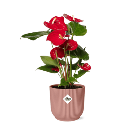 Flamingoblume Anthurium Rot – 12cm Zimmerpflanze inkl. Ziertopf Vibes Fold Rosa Ø14cm – Tropische Pflanze mit roten Blüten – Luftreinigend & pflegeleicht – Für Wohnzimmer & Büro (Plant) kaufen bei Linkreich – Jetzt entdecken!