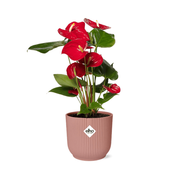 Flamingoblume Anthurium Rot – 12cm Zimmerpflanze inkl. Ziertopf Vibes Fold Rosa Ø14cm – Tropische Pflanze mit roten Blüten – Luftreinigend & pflegeleicht – Für Wohnzimmer & Büro (Plant) kaufen bei Linkreich – Jetzt entdecken!