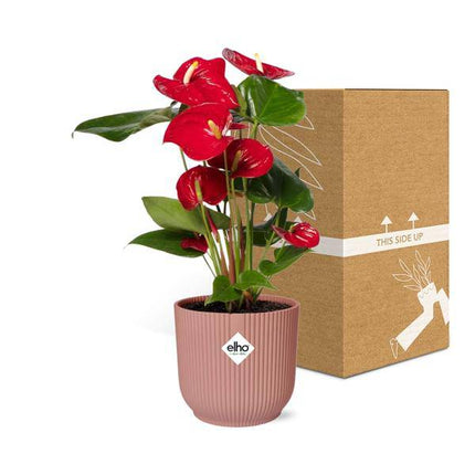 Flamingoblume Anthurium Rot – 12cm Zimmerpflanze inkl. Ziertopf Vibes Fold Rosa Ø14cm – Tropische Pflanze mit roten Blüten – Luftreinigend & pflegeleicht – Für Wohnzimmer & Büro (Plant) kaufen bei Linkreich – Jetzt entdecken!