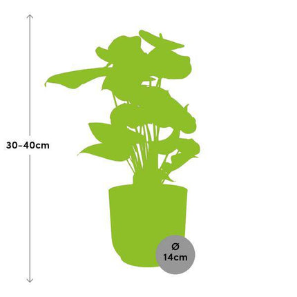 Flamingoblume Anthurium Rot – 12cm Zimmerpflanze inkl. Ziertopf Vibes Fold Rosa Ø14cm – Tropische Pflanze mit roten Blüten – Luftreinigend & pflegeleicht – Für Wohnzimmer & Büro (Plant) kaufen bei Linkreich – Jetzt entdecken!