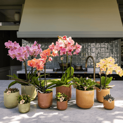 Flare Dekotopf Green – Ø12cm – Grüner Blumentopf mit Rillenstruktur – Retro - Design im Stil der Bold Seventies – Für Innenräume & stilvolle Pflanzenpräsentation (Plant) kaufen bei Linkreich – Jetzt entdecken!