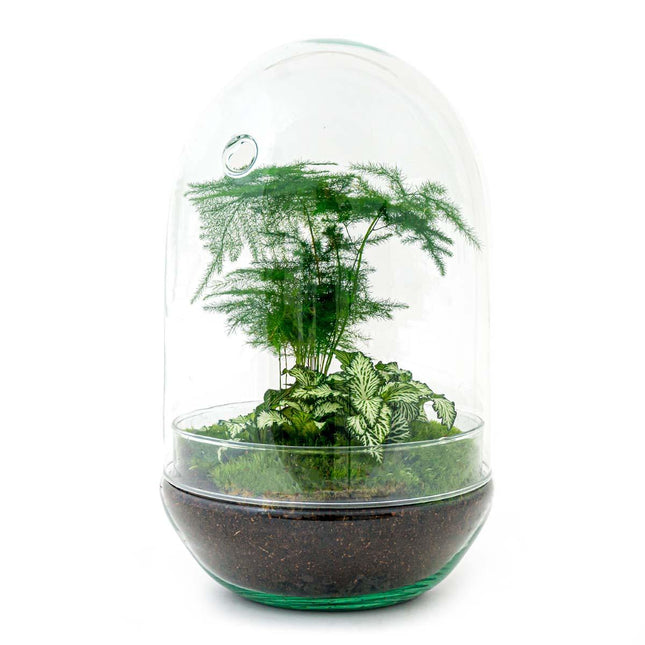 Flaschengarten Egg XL – DIY Bausatz Terrarium – ↕30cm – Do - It - Yourself Pflanzen - Set im Glas mit Korkdeckel – Autarkes Mini - Ökosystem – Inkl. Fittonia, Spargel & Moos – Für Wohnung & Büro (Plant) kaufen bei Linkreich – Jetzt entdecken!