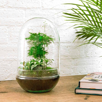 Flaschengarten Egg XL – DIY Bausatz Terrarium – ↕30cm – Do - It - Yourself Pflanzen - Set im Glas mit Korkdeckel – Autarkes Mini - Ökosystem – Inkl. Fittonia, Spargel & Moos – Für Wohnung & Büro (Plant) kaufen bei Linkreich – Jetzt entdecken!