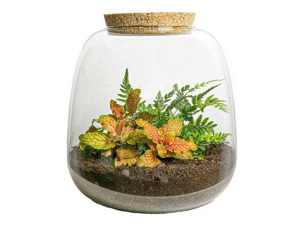 Flaschengarten – Emma Mini – DIY Bausatz – ↑20cm – Ø19cm – mit Fittonia Ruby Lime – Selbstbewässerndes Pflanzenterrarium (Plant) kaufen bei Linkreich – Jetzt entdecken!