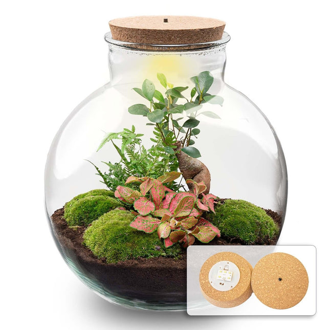Flaschengarten Terrarium Bolder Bob Bonsai – DIY Bausatz + LED – Mini - Dschungel für Zuhause & Büro – Selbstgestalten & Nachhaltig (Plant) kaufen bei Linkreich – Jetzt entdecken!