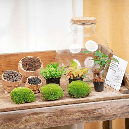 Flaschengarten Terrarium Bolder Bob Bonsai – DIY Bausatz + LED – Mini - Dschungel für Zuhause & Büro – Selbstgestalten & Nachhaltig (Plant) kaufen bei Linkreich – Jetzt entdecken!