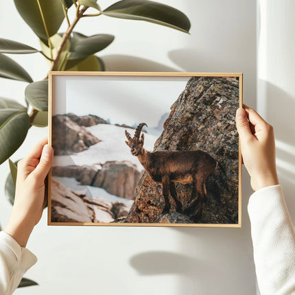 Alpine Ibex Wall Art | Wildlife Print