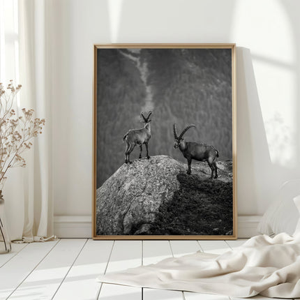 Curious Ibex Print – Black and White French Alps Wildlife Wall Art