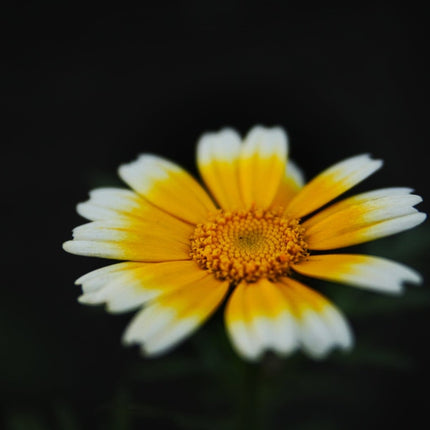 SEO. Garten - Werkzeuggürtel aus Leder – limitierte Herbstedition mit Blätterdruck | handgefärbt & individuell - Ahorn Linkreich