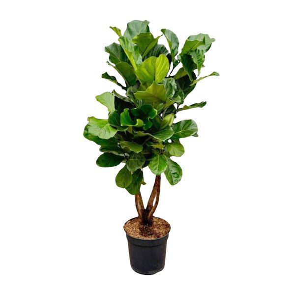 Geigen - Feige – Ficus Lyrata – Zimmerpflanze 200cm – Ø32cm – XXL - Pflanze mit großen geigenförmigen Blättern – Exotische Kübelpflanze für Wohnzimmer & Büro – Pflegeleicht (Plant) kaufen bei Linkreich – Jetzt entdecken!