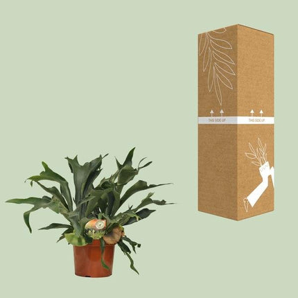 Geweihfarn – Platycerium bifurcatum – Zimmerpflanze – Ø26cm – ca. 80cm Höhe – pflegeleichte Hängepflanze & Luftreiniger (Plant) kaufen bei Linkreich – Jetzt entdecken!