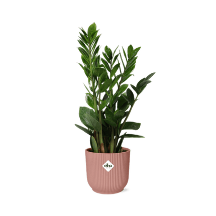 Glücksfeder Zamioculcas – 45 - 50cm Zimmerpflanze inkl. Ziertopf Vibes Fold Rosa Ø14cm – Pflegeleichte Grünpflanze mit glänzenden Blättern – Robust & luftreinigend – Für Wohnzimmer & Büro (Plant) kaufen bei Linkreich – Jetzt entdecken!