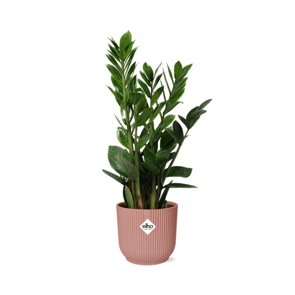 Glücksfeder Zamioculcas – 45 - 50cm Zimmerpflanze inkl. Ziertopf Vibes Fold Rosa Ø14cm – Pflegeleichte Grünpflanze mit glänzenden Blättern – Robust & luftreinigend – Für Wohnzimmer & Büro (Plant) kaufen bei Linkreich – Jetzt entdecken!