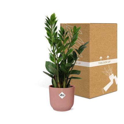 Glücksfeder Zamioculcas – 45 - 50cm Zimmerpflanze inkl. Ziertopf Vibes Fold Rosa Ø14cm – Pflegeleichte Grünpflanze mit glänzenden Blättern – Robust & luftreinigend – Für Wohnzimmer & Büro (Plant) kaufen bei Linkreich – Jetzt entdecken!