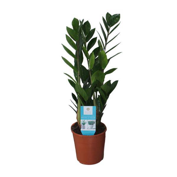 Glücksfeder – Zamioculcas Zamiifolia – pflegeleichte Zimmerpflanze – Ø14cm – ca. 55cm hoch – immergrün & robust (Plant) kaufen bei Linkreich – Jetzt entdecken!
