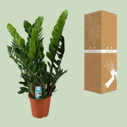Glücksfeder – Zamioculcas Zamiifolia – Zimmerpflanze – Ø 21 cm Topf – Höhe ca. 80 cm – Pflegeleichte, robuste Grünpflanze (Plant) kaufen bei Linkreich – Jetzt entdecken!