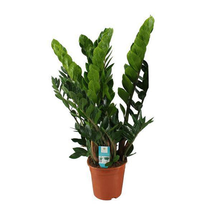 Glücksfeder – Zamioculcas Zamiifolia – Zimmerpflanze – Ø 21 cm Topf – Höhe ca. 80 cm – Pflegeleichte, robuste Grünpflanze (Plant) kaufen bei Linkreich – Jetzt entdecken!