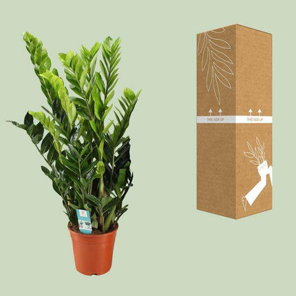 Glücksfeder – Zamioculcas Zamiifolia – Zimmerpflanze – Ø21cm – ↕95cm – Robuste & pflegeleichte Grünpflanze – Dunkelgrüne Blätter – Für Wohnzimmer & Büro (Plant) kaufen bei Linkreich – Jetzt entdecken!
