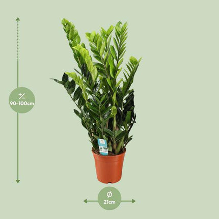 Glücksfeder – Zamioculcas Zamiifolia – Zimmerpflanze – Ø21cm – ↕95cm – Robuste & pflegeleichte Grünpflanze – Dunkelgrüne Blätter – Für Wohnzimmer & Büro (Plant) kaufen bei Linkreich – Jetzt entdecken!