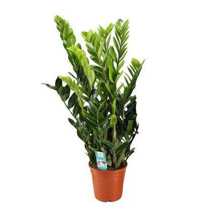 Glücksfeder – Zamioculcas Zamiifolia – Zimmerpflanze – Ø21cm – ↕95cm – Robuste & pflegeleichte Grünpflanze – Dunkelgrüne Blätter – Für Wohnzimmer & Büro (Plant) kaufen bei Linkreich – Jetzt entdecken!