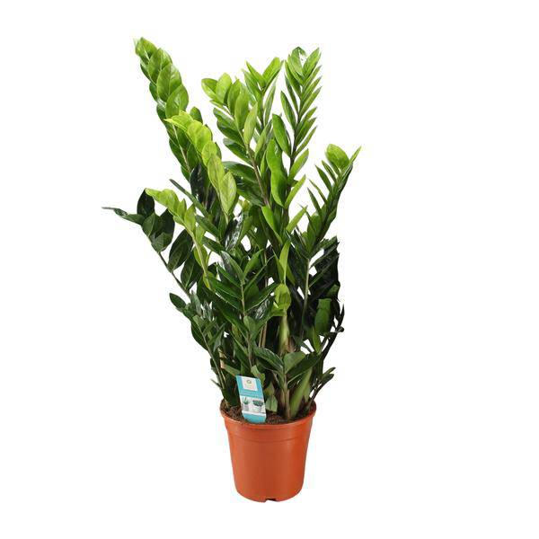 Glücksfeder – Zamioculcas Zamiifolia – Zimmerpflanze – Ø21cm – ↕95cm – Robuste & pflegeleichte Grünpflanze – Dunkelgrüne Blätter – Für Wohnzimmer & Büro (Plant) kaufen bei Linkreich – Jetzt entdecken!