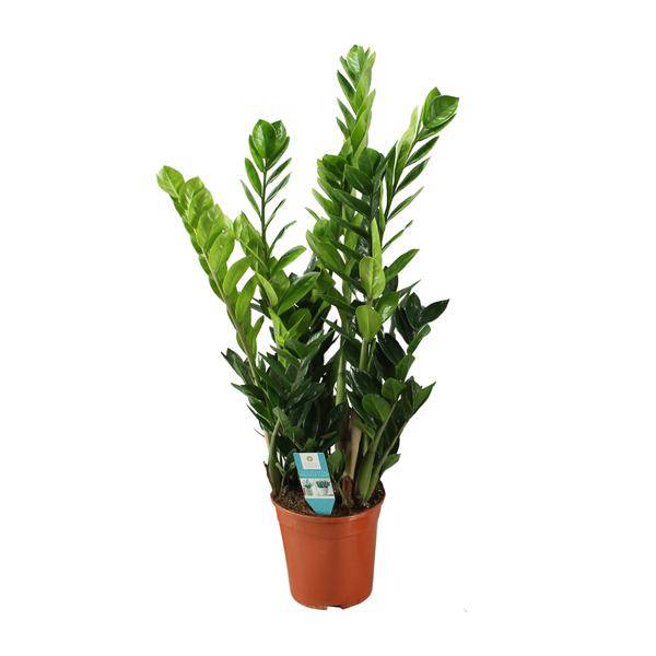 Glücksfeder Zamioculcas – Zimmerpflanze – Ø21cm – ca. 100cm hoch – Luftreinigend & pflegeleicht – Für halbschattige Innenbereiche (Plant) kaufen bei Linkreich – Jetzt entdecken!