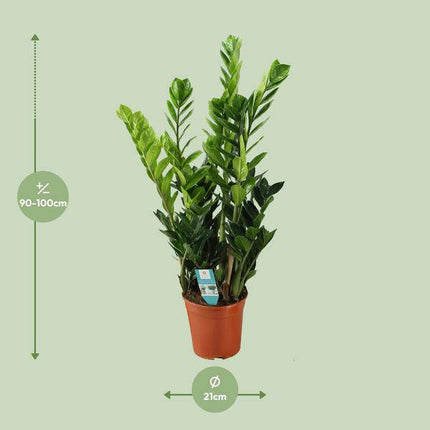 Glücksfeder Zamioculcas – Zimmerpflanze – Ø21cm – ca. 100cm hoch – Luftreinigend & pflegeleicht – Für halbschattige Innenbereiche (Plant) kaufen bei Linkreich – Jetzt entdecken!