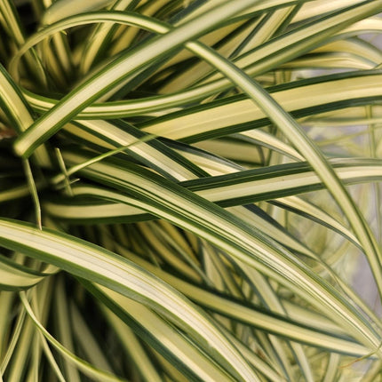 Gold - Segge Carex oshimensis 'Evergold' – ↕10 - 25cm – Ø9cm – 40 Pflanzen – Bodendecker – Winterhart – Pflegeleicht – Schattengarten (Plant) kaufen bei Linkreich – Jetzt entdecken!