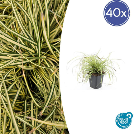 Gold - Segge Carex oshimensis 'Evergold' – ↕10 - 25cm – Ø9cm – 40 Pflanzen – Bodendecker – Winterhart – Pflegeleicht – Schattengarten (Plant) kaufen bei Linkreich – Jetzt entdecken!