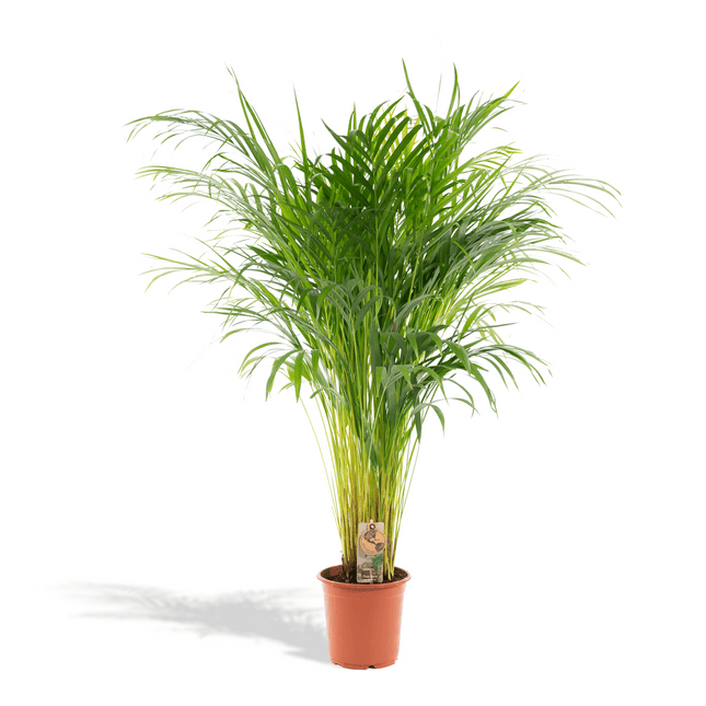 Goldfruchtpalme Areca – Zimmerpflanze Ø21cm – 110cm hoch – Luftreinigende tropische Palme für gesundes Raumklima – frisch aus der Baumschule (Plant) kaufen bei Linkreich – Jetzt entdecken!