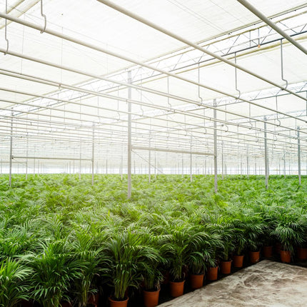 Goldfruchtpalme Areca – Zimmerpflanze Ø21cm – 110cm hoch – Luftreinigende tropische Palme für gesundes Raumklima – frisch aus der Baumschule (Plant) kaufen bei Linkreich – Jetzt entdecken!