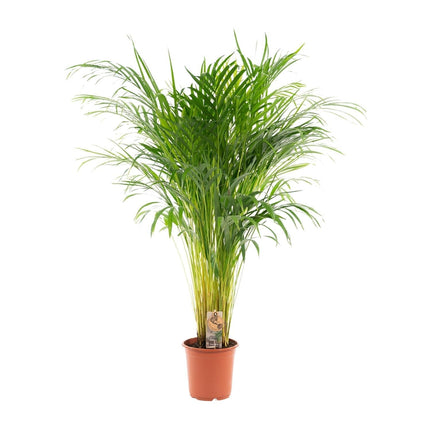 Goldfruchtpalme Areca – Zimmerpflanze Ø21cm – 110cm hoch – Luftreinigende tropische Palme für gesundes Raumklima – frisch aus der Baumschule (Plant) kaufen bei Linkreich – Jetzt entdecken!