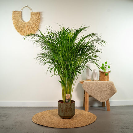 Goldfruchtpalme Areca – Zimmerpflanze Ø21cm – 110cm hoch – Luftreinigende tropische Palme für gesundes Raumklima – frisch aus der Baumschule (Plant) kaufen bei Linkreich – Jetzt entdecken!