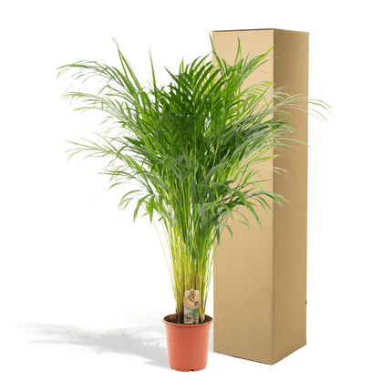 Goldfruchtpalme Areca – Zimmerpflanze Ø21cm – 110cm hoch – Luftreinigende tropische Palme für gesundes Raumklima – frisch aus der Baumschule (Plant) kaufen bei Linkreich – Jetzt entdecken!
