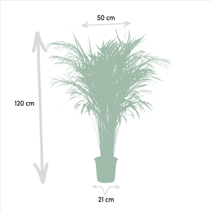 Goldfruchtpalme Areca – Zimmerpflanze Ø21cm – 110cm hoch – Luftreinigende tropische Palme für gesundes Raumklima – frisch aus der Baumschule (Plant) kaufen bei Linkreich – Jetzt entdecken!