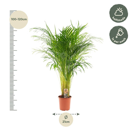 Goldfruchtpalme Areca – Zimmerpflanze Ø21cm – 110cm hoch – Luftreinigende tropische Palme für gesundes Raumklima – frisch aus der Baumschule (Plant) kaufen bei Linkreich – Jetzt entdecken!