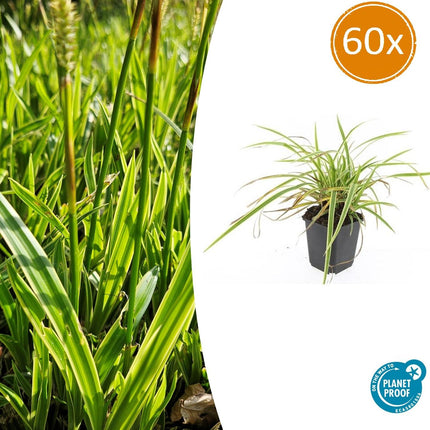 Goldrand Segge Carex morrowii 'Aureovariegata' – ↕10 - 25cm – Ø9cm – 60 Pflanzen – Immergrünes Ziergras – Gelb - grüne Panaschierung – Schattentauglich – Für Beete, Rabatten & Kübel (Plant) kaufen bei Linkreich – Jetzt entdecken!