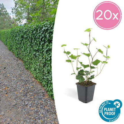 Großblättriger Irischer Efeu Hedera Hibernica – 20 Pflanzen – Kletterpflanze & Bodendecker – pflegeleicht & vielseitig – ↕10 - 25cm – Ø9cm (Plant) kaufen bei Linkreich – Jetzt entdecken!