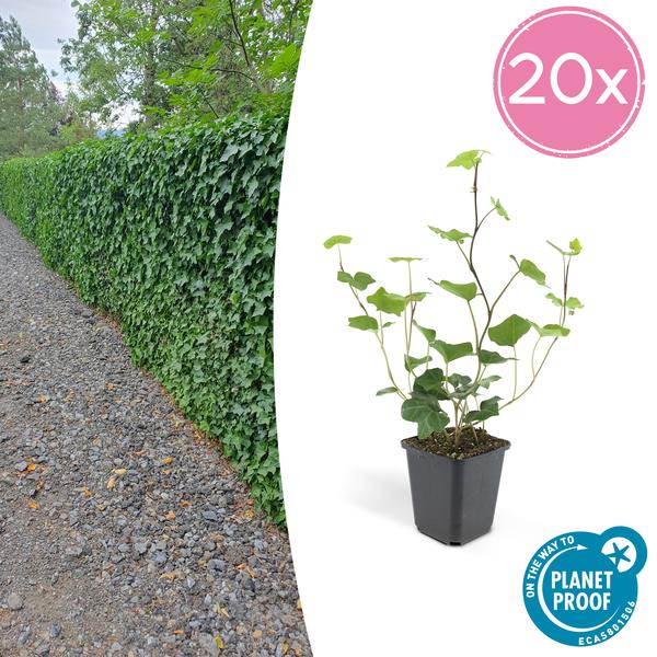 Großblättriger Irischer Efeu Hedera Hibernica – 20 Pflanzen – Kletterpflanze & Bodendecker – pflegeleicht & vielseitig – ↕10 - 25cm – Ø9cm (Plant) kaufen bei Linkreich – Jetzt entdecken!