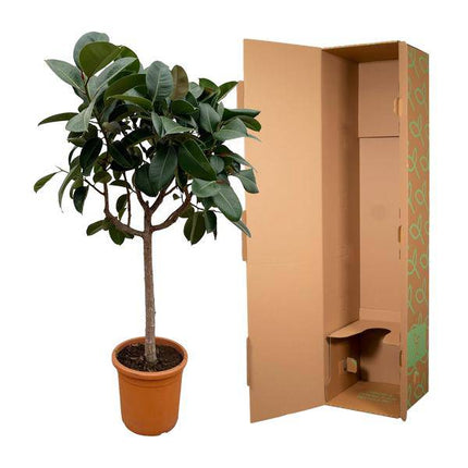 Gummibaum – Ficus Elastica Robusta – 200 cm hoch – Ø40 cm Topf – Große Zimmerpflanze mit glänzenden Blättern – Pflegeleicht & luftreinigend – Ideal für Wohnzimmer & Büro (Plant) kaufen bei Linkreich – Jetzt entdecken!
