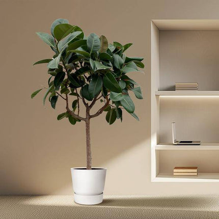 Gummibaum – Ficus Elastica Robusta – 200 cm hoch – Ø40 cm Topf – Große Zimmerpflanze mit glänzenden Blättern – Pflegeleicht & luftreinigend – Ideal für Wohnzimmer & Büro (Plant) kaufen bei Linkreich – Jetzt entdecken!
