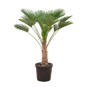 Hanfpalme – Trachycarpus wagnerianus – ca. 130cm – Winterharte Fächerpalme mit kompaktem Wuchs – Für Garten, Terrasse & Innenbereich – Windfest & pflegeleicht (Plant) kaufen bei Linkreich – Jetzt entdecken!