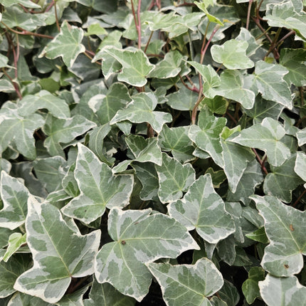 Hedera helix 'Glacier' – Bunter Efeu – 48 Pflanzen – ↕10–25cm – Ø9cm – Immergrüner Kletter - & Bodendecker – Pflegeleicht & schnittverträglich – Für Garten, Hecke & Begrünung (Plant) kaufen bei Linkreich – Jetzt entdecken!