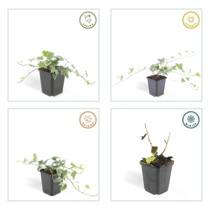 Hedera helix 'Glacier' – Bunter Efeu – 48 Pflanzen – ↕10–25cm – Ø9cm – Immergrüner Kletter - & Bodendecker – Pflegeleicht & schnittverträglich – Für Garten, Hecke & Begrünung (Plant) kaufen bei Linkreich – Jetzt entdecken!