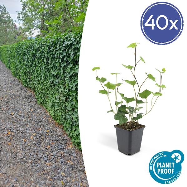 Hedera Hibernica – Großblättriger Irischer Efeu – Ø9cm – ↕10 - 25cm – 40 Pflanzen – Bodendecker, Kletterpflanze & Heckenpflanze – Pflegeleicht (Plant) kaufen bei Linkreich – Jetzt entdecken!
