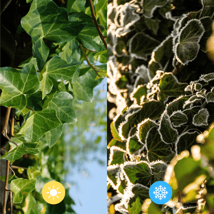 Hedera Hibernica – Irischer Efeu – gestäbt – Höhe 150 - 175cm – Immergrüne Kletterpflanze – Heckenpflanze für Garten & Terrasse (Plant) kaufen bei Linkreich – Jetzt entdecken!
