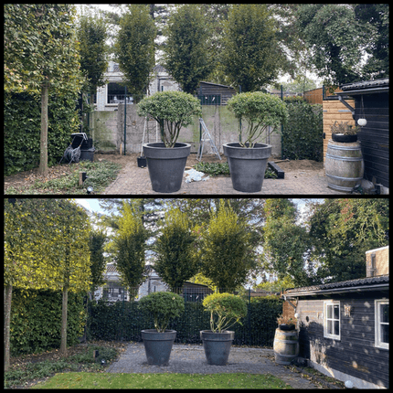 Hedera Hibernica – Irischer Efeu – gestäbt – Höhe 150 - 175cm – Immergrüne Kletterpflanze – Heckenpflanze für Garten & Terrasse (Plant) kaufen bei Linkreich – Jetzt entdecken!